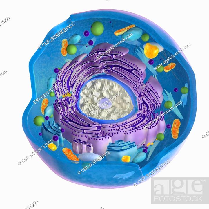 Nucleus in animal cell, Stock Photo, Picture And Low Budget Royalty Free  Image. Pic. ESY-022175271 | agefotostock