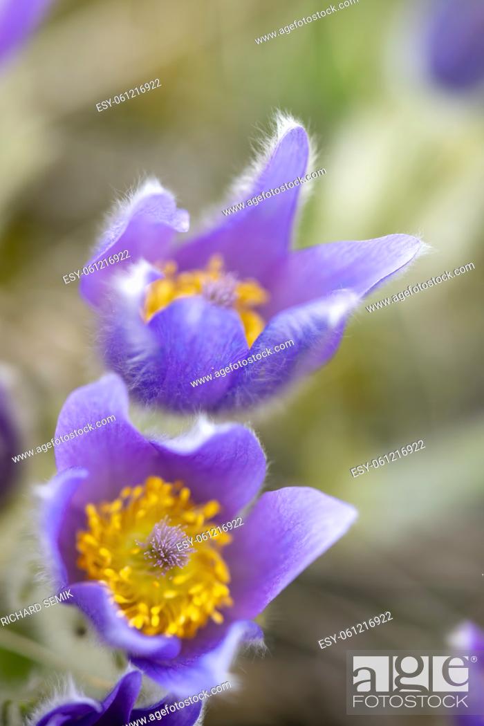 Stock Photo: Pasque flower, National park Podyji, Southern Moravia, Czech Republic.