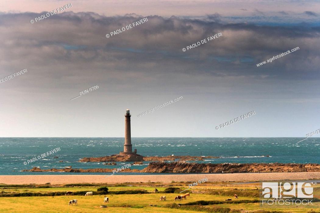 Stock Photo: A scenic view of the lighthouse of Goury in the Cotentin Peninsula, with in the foreground a small herd of cows grazing next to the shore.