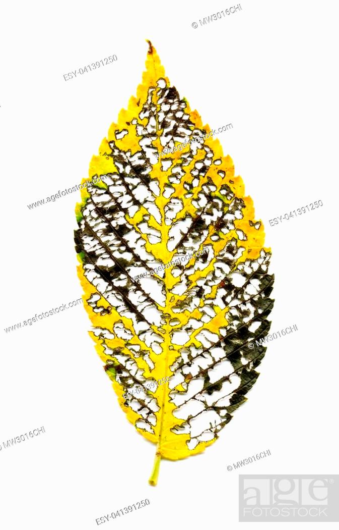 Stock Photo: Insect damage on autumn elm leaf leaves skeletal vein structure on white background.