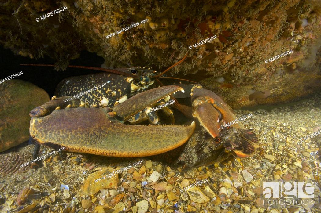 Photo de stock: Common lobster (Homarus gammarus) devouring Little cape town lobster (Scyllarus arctus) Eastern Atlantic. Galicia. Spain. Europe.