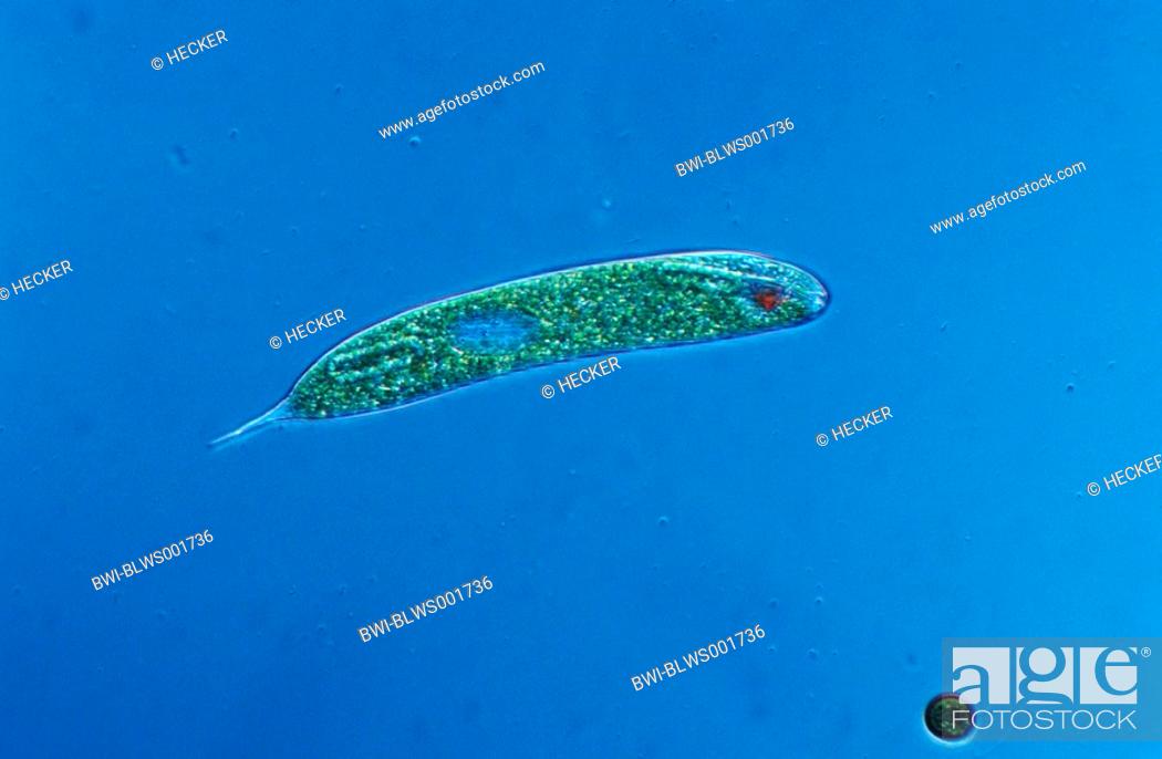 Stock Photo: alga Euglena oxyuris.