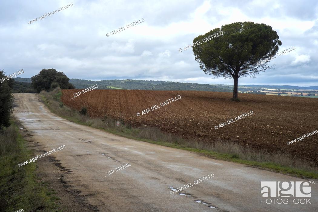 Stock Photo: La Mancha fields in February Cuenca province Spain.