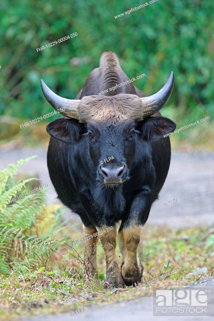 Gayal Bos frontalis adult, domesticated gaur kept by hilltribes, walking  beside road, Stock Photo, Picture And Rights Managed Image. Pic.  FHR-10229-00004-250 | agefotostock