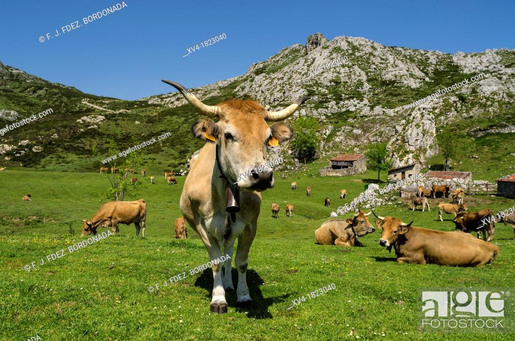 Stock Photo: Cows in the Asturias Mountain, Onis Valley, Spain.