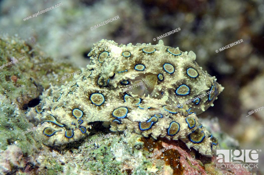 Stock Photo: Greater blue-ringed octopus (Hapalochlaena lunulata), Cabilao, Visayas, Philippines, Asia.
