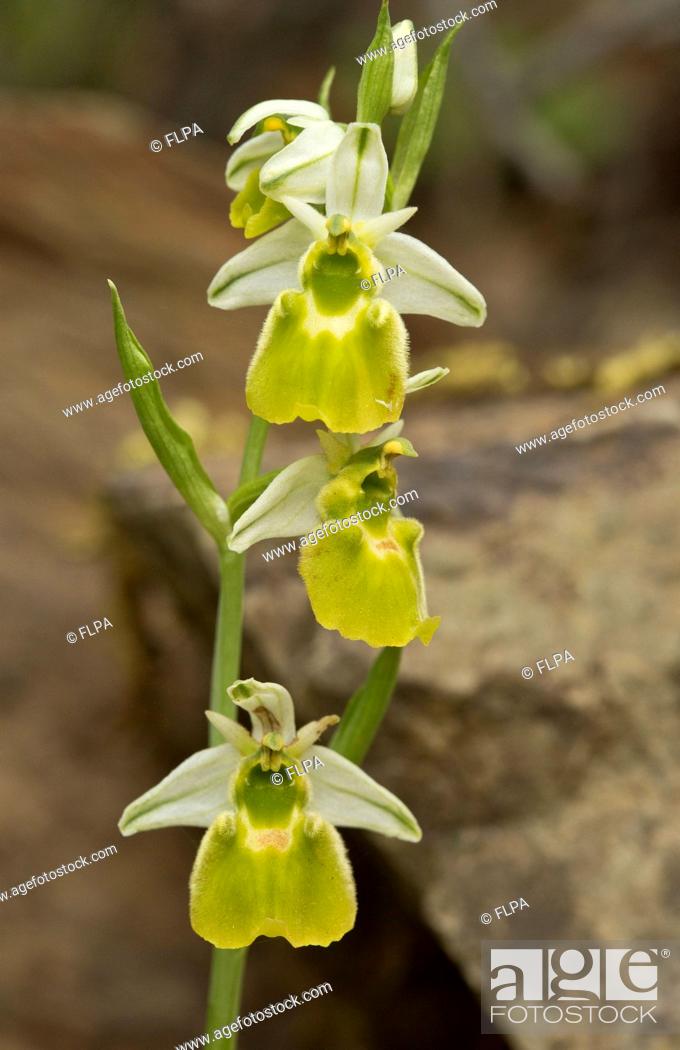 Stock Photo: Chesterman's Orchid (Ophrys chestermanii) albino form, flowering, Sardinia, Italy, April.