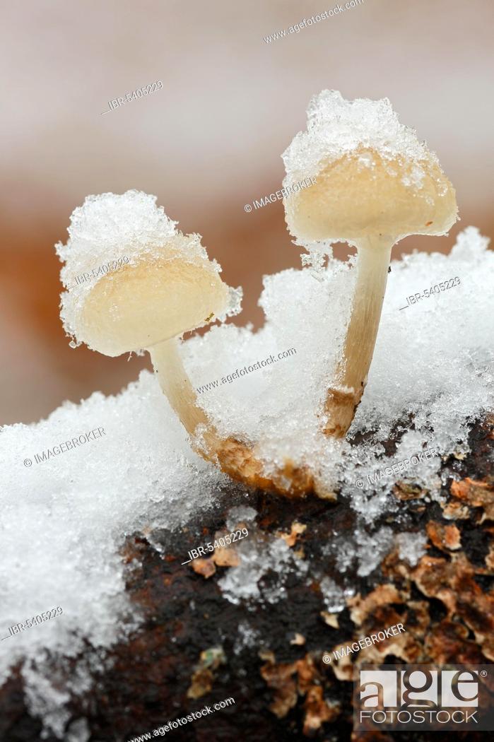 Stock Photo: Snow covered mushrooms, Hoheneck, Vosges, France, Europe.