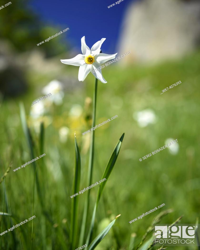 Photo de stock: The poets' daffodil (Narcissus poeticus) in spring (Pyrénées Orientales, Occitanie, France) .