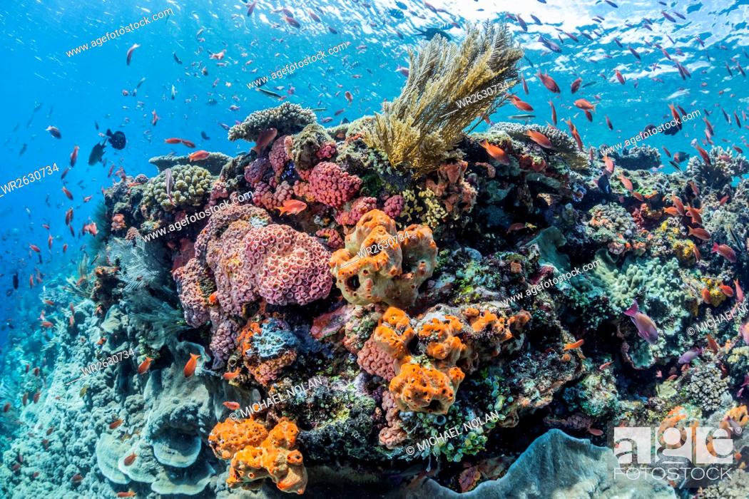 Stock Photo: Profusion of hard and soft corals as well as reef fish underwater at Batu Bolong, Komodo National Park, Flores Sea, Indonesia, Southeast Asia, Asia.