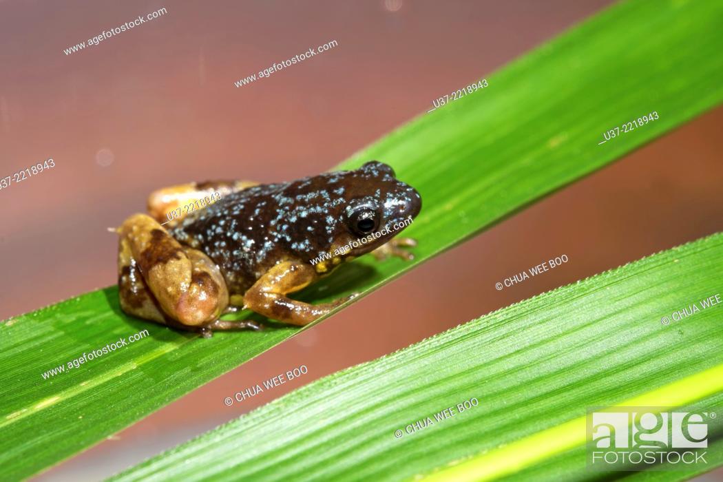 Stock Photo: Saffrun-bellied frog Chaperina fusca. Image taken at home garden in Kuching, Sarawak, Malaysia.