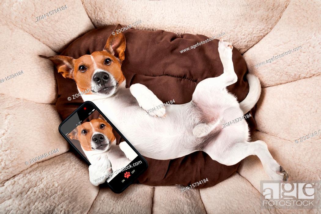 Stock Photo: jack russell terrier dog resting upside down on his bed taking a selfie with smartphone, tired and sleepy.