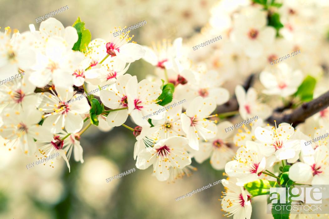 Stock Photo: Spring background art with white cherry blossom. Beautiful nature scene with blooming tree and sun flare. Sunny day. Spring flowers. Beautiful orchard.