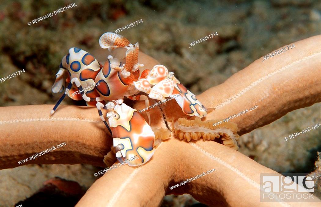 Stock Photo: Harlequin shrimp feeding on a starfish, Hymenoceara elegans, Indian Ocean Ari Atol, Maldives Island.