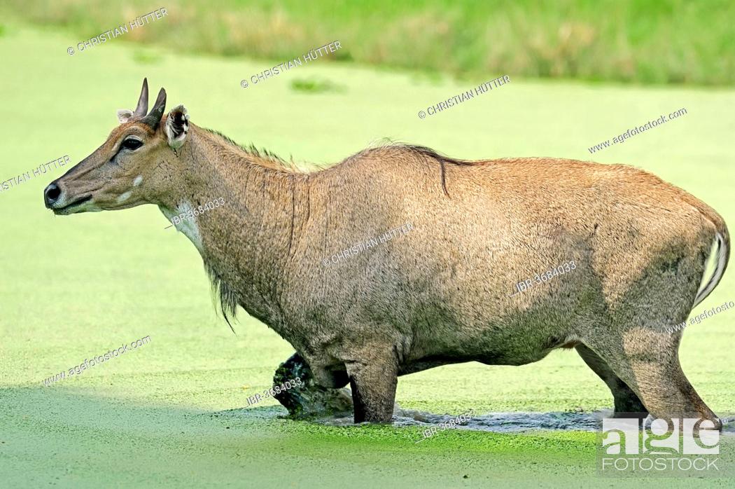 Nilgai or Nilgau antelope (Boselaphus tragocamelus), male standing in  water, Keoladeo National Park, Stock Photo, Picture And Rights Managed  Image. Pic. IBR-3684033 | agefotostock