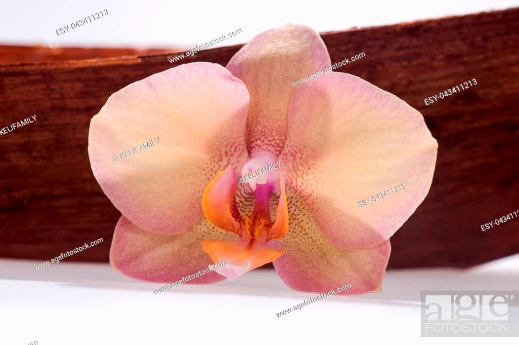 Stock Photo: Blossoming orange orchid flower on wooden background.