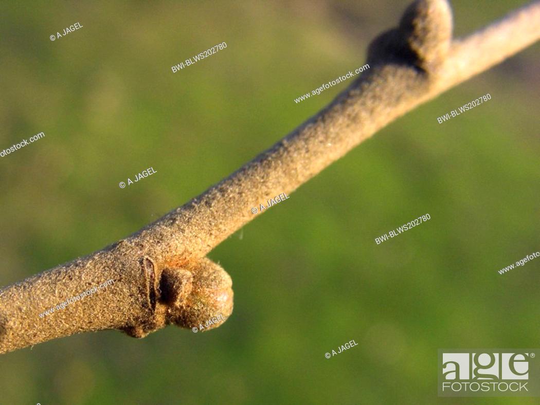 Stock Photo: silver linden Tilia tomentosa, twig with winter buds.