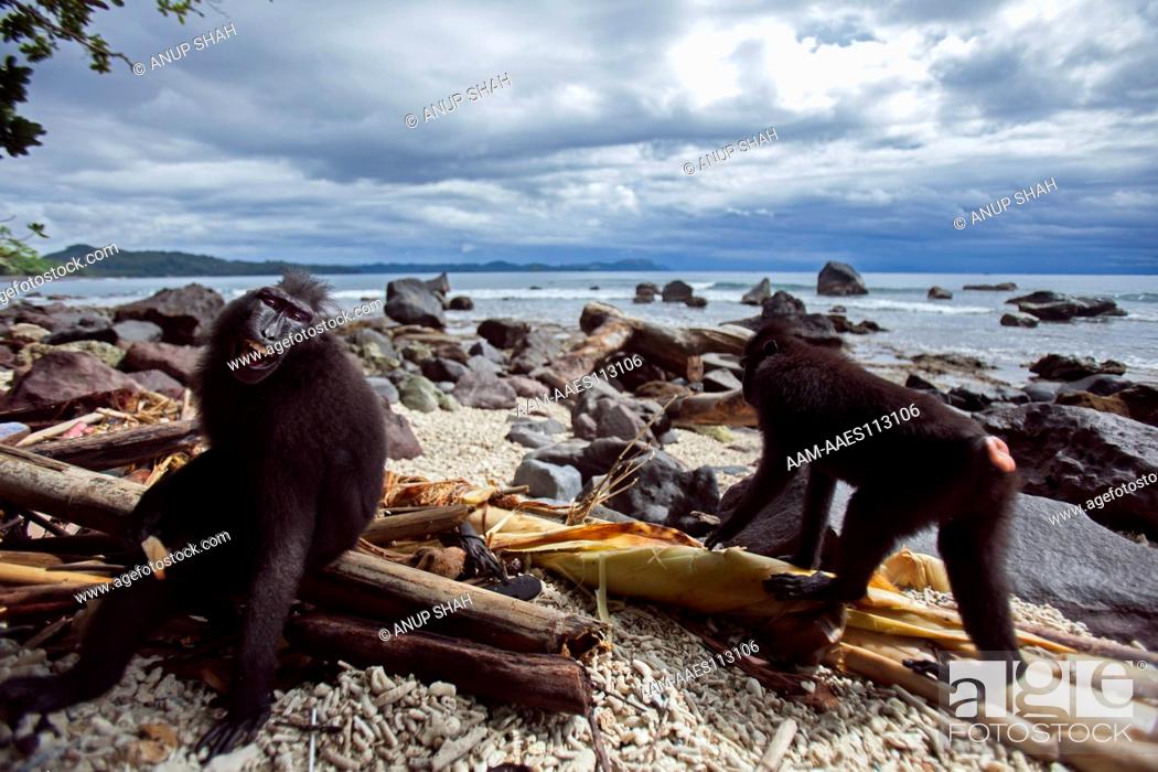 Stock Photo: Black crested or Celebes crested macaques sitting on a rocky beach - wide angle perspective (Macaca nigra). Tangkoko National Park, Sulawesi, Indonesia.
