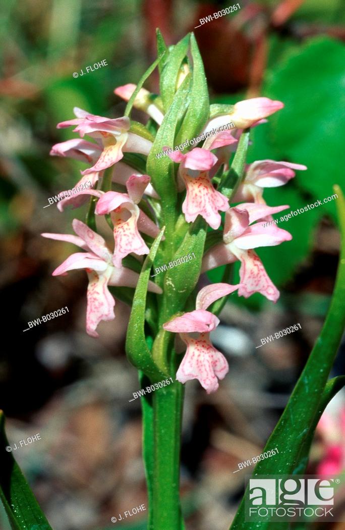 Stock Photo: early marsh-orchid (Dactylorhiza incarnata), inflorescence, Sweden, Oeland.