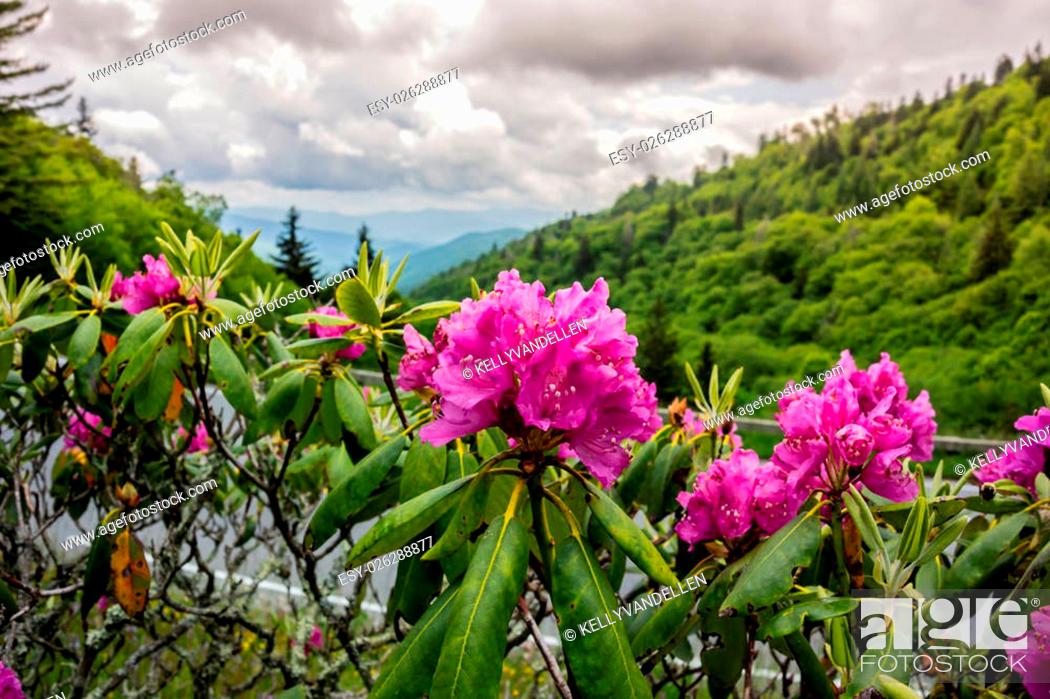 Stock Photo: Brilliant purple rhododendron near the road that runs through Great Smoky Mountain National Park.