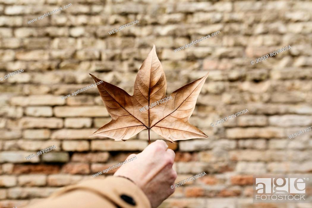 Photo de stock: Close-up of man's hand holding autumn leaf with brick wall in background.