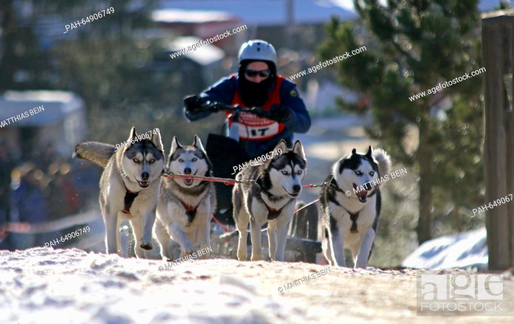 Photo de stock: Ralf Seiffert from the SSBW club sets off with his dogs during the first dog sled race of 2016 in Hasselfelde, Germany, 09 January 2016.
