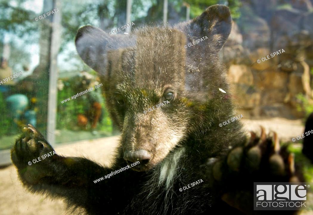 Stock Photo: One of the black bear brothers 'Koda' and 'Kenai' looks through the glass at the bear enclosure at entrance to the Tierpark in Berlin, Germany, 30 April 2013.