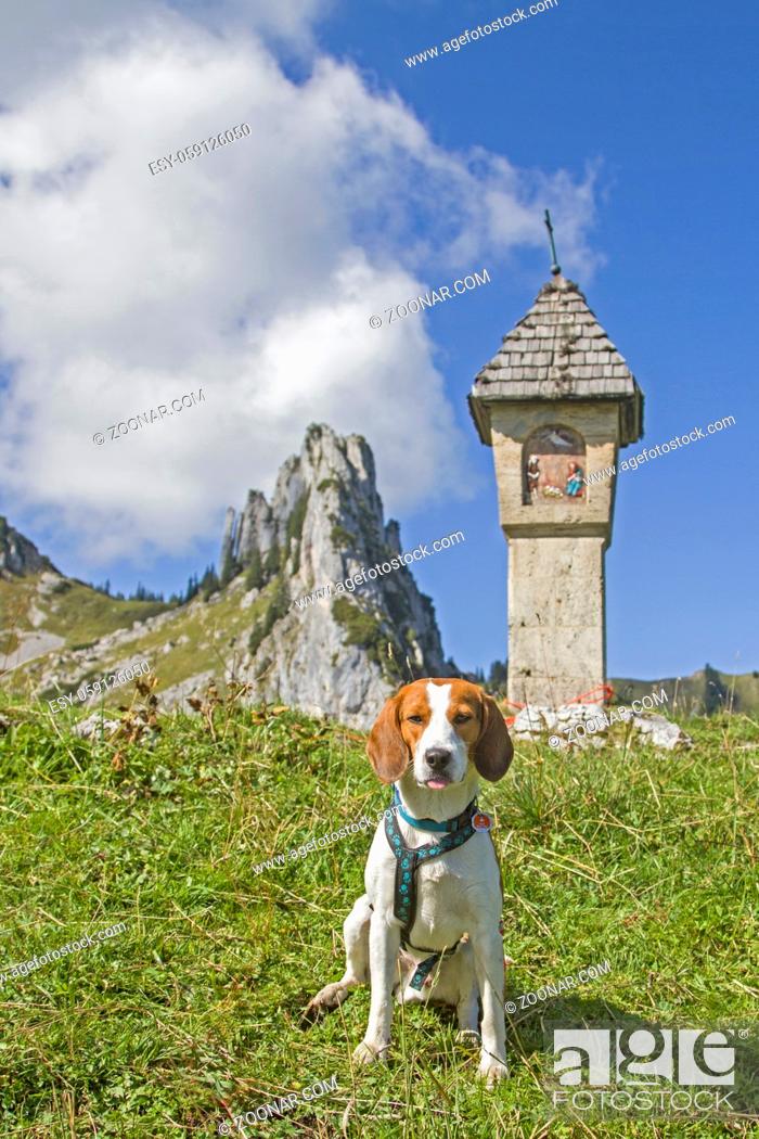 Imagen: Beagle auf dem Riederecksattel vor dem Gipfel des Plankenstein.