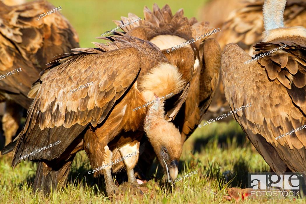 Stock Photo: Group of griffon vultures (Gyps fulvus) perched on the ground and eating in Arribes del Duero Natural Park. Salamanca. Castilla y Leon. Spain.