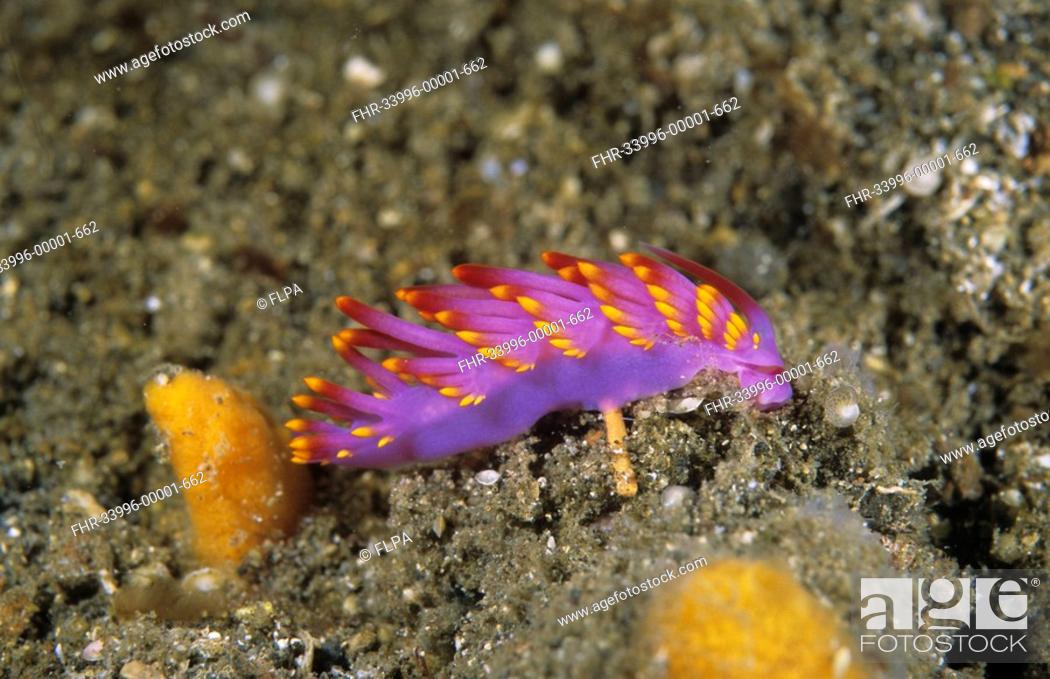 Stock Photo: Sea Slug Flabbellina exoptata Police Pier, Lembeh Straits, Sulawesi, Indonesia.