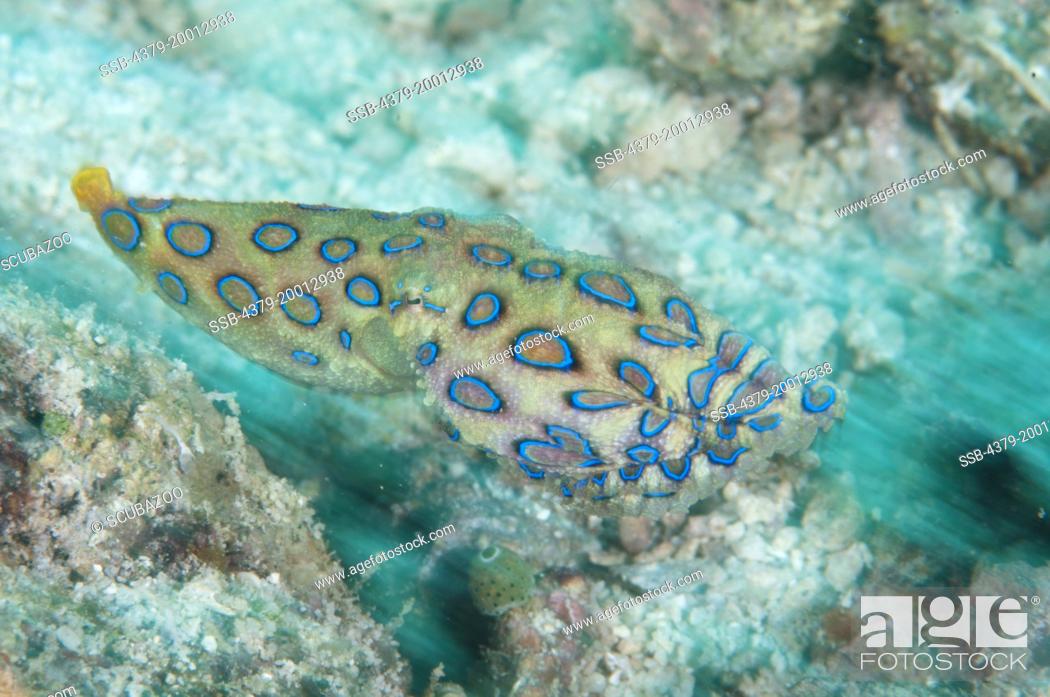 Stock Photo: Greater Blue-ringed Octopus, Hapalochlaena lunulata, Swimming, Kapalai, Sabah, Borneo, Malaysia.
