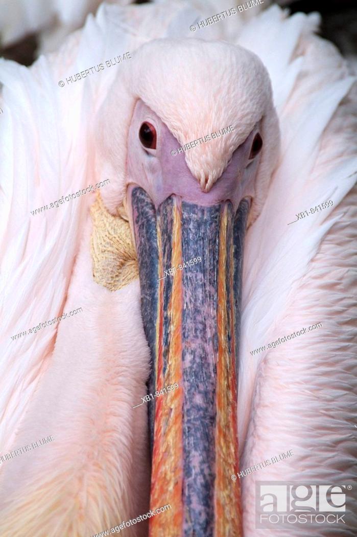 Stock Photo: White Pelican, Pelecanus onocrotalus, Zoo, Hannover, Lower Saxony, Germany.