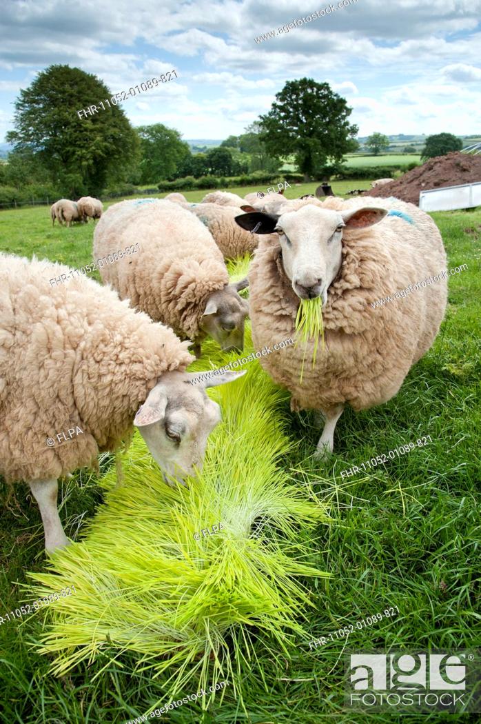 Domestic Sheep Ewes Flock Feeding On Barley Hordeum Vulgare Hydroponic Growing System Crop Of Stock Photo