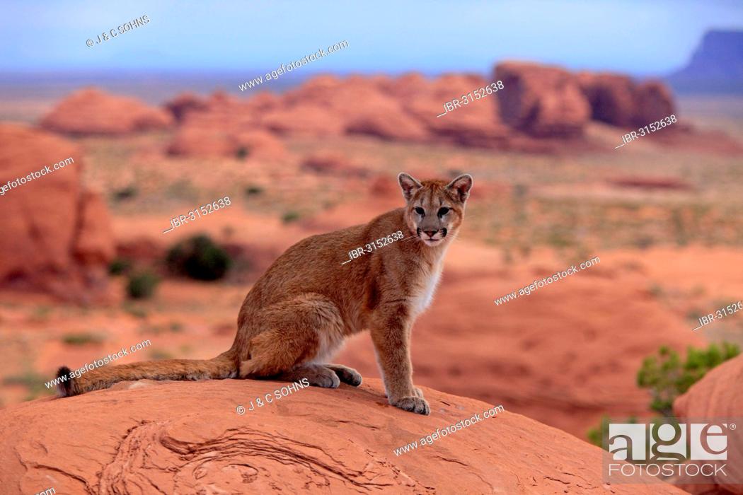Puma, Cougar or Mountain Lion (Puma concolor) sitting on a rock, adult,  captive, Monument Valley, Stock Photo, Photo et Image Droits gérés. Photo  IBR-3152638 | agefotostock