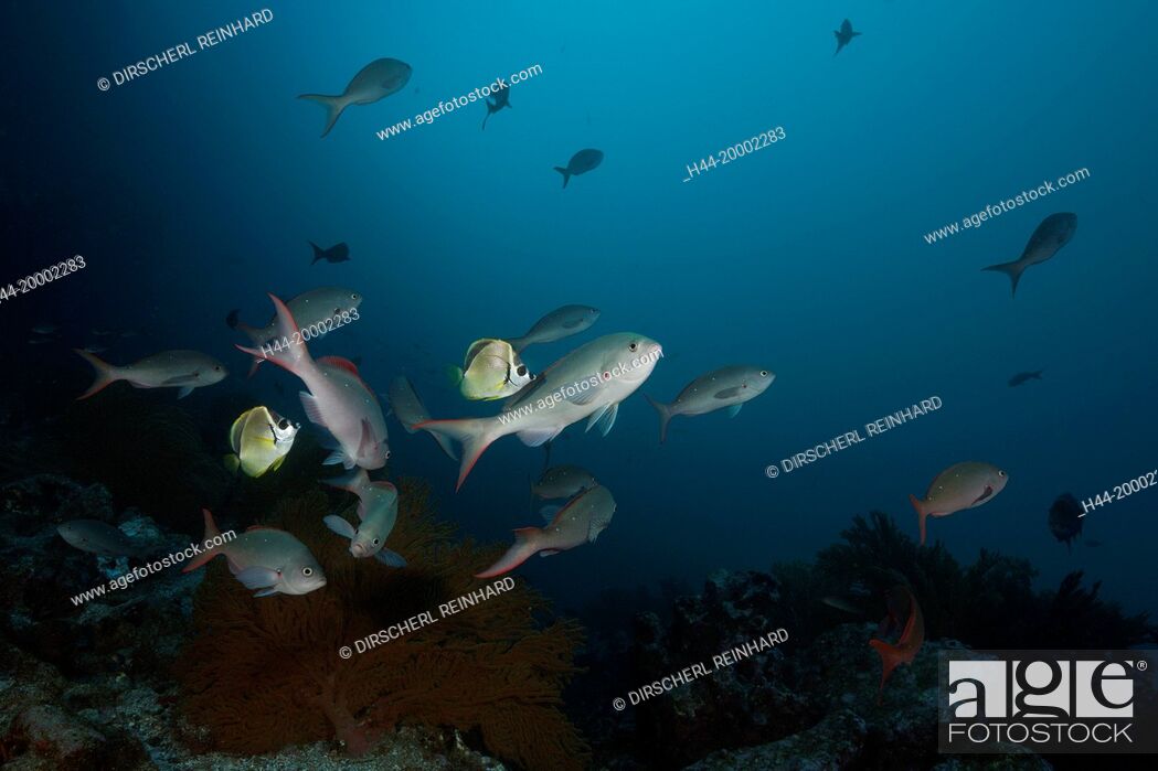 Stock Photo: Barberfishes clean Pacific Creolefish, Johnrandallia nigrirostris, Punta Vicente Roca, Galapagos, Isabela Island, Ecuador.