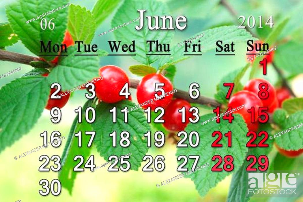 Stock Photo: calendar for the June of 2014 with red berries of Prunus tomentosa.