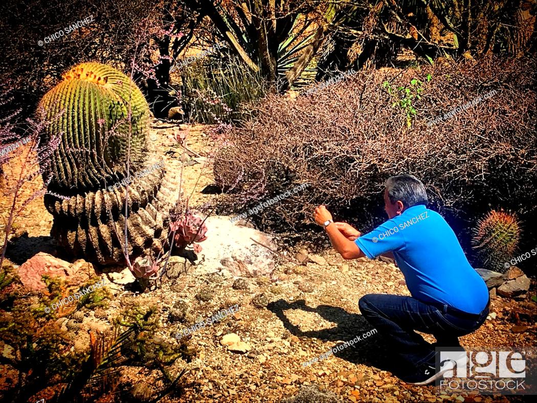 Stock Photo: A man takes pictures of a big cactus in the garden of the Ex-Convento de Santo Domingo, Oaxaca, Mexico.