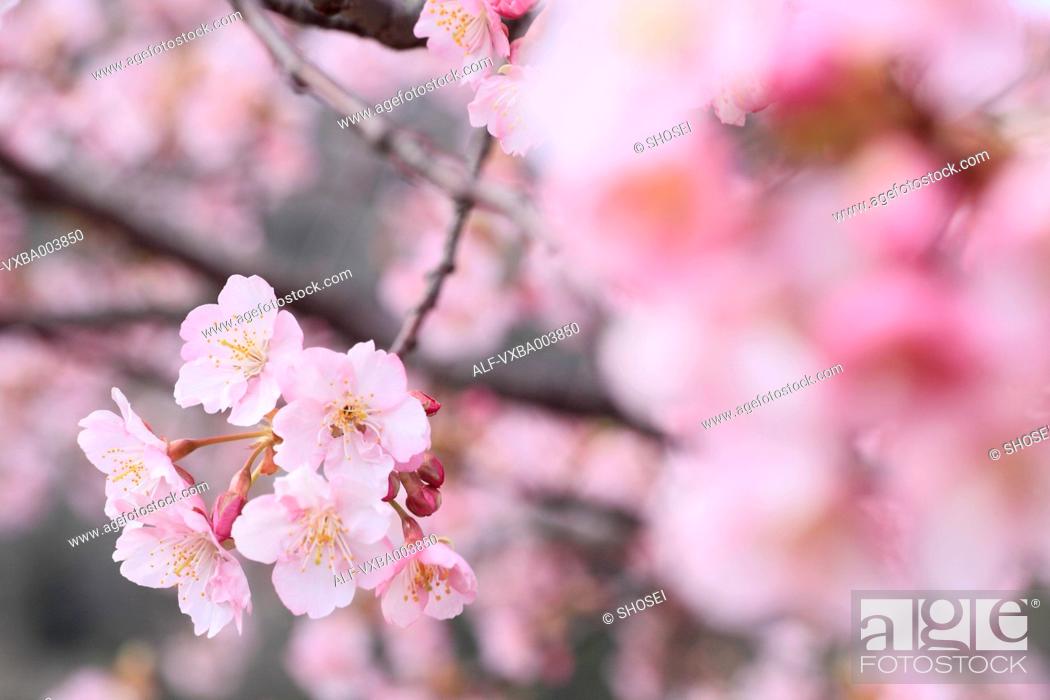 Stock Photo: Cherry blossoms.