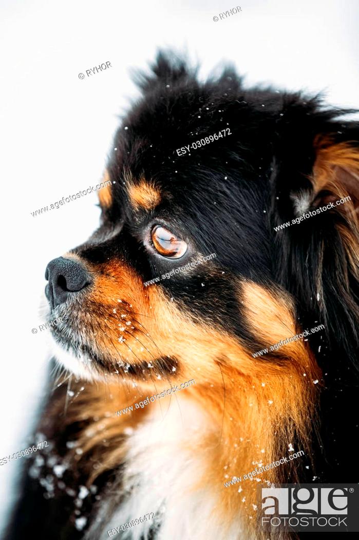 Stock Photo: Black And Brown Colors Pekingese Pekinese Peke Whelp Puppy Dog Close Portrait.