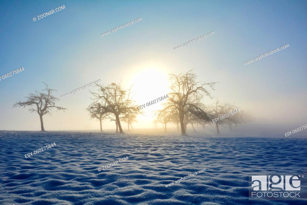 Stock Photo: Bäume beim Sonnenaufgang mit Schnee. Sonne strahlt mitten durch die Bäume, an einem nebeligen Morgen.