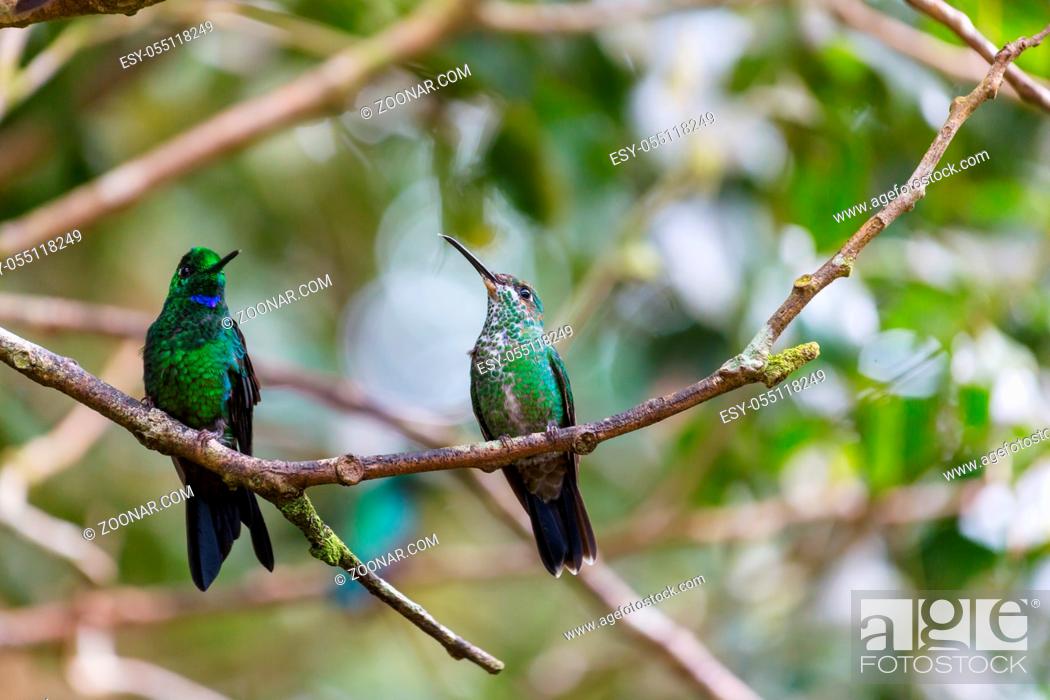 Stock Photo: Colorful Hummingbird in Costa Rica, Central America.