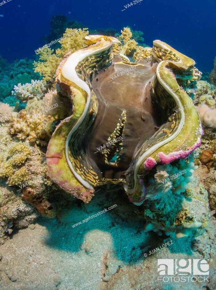Stock Photo: Tridacna gigas. Red Sea, Sharm el-Sheikh, Egypt.