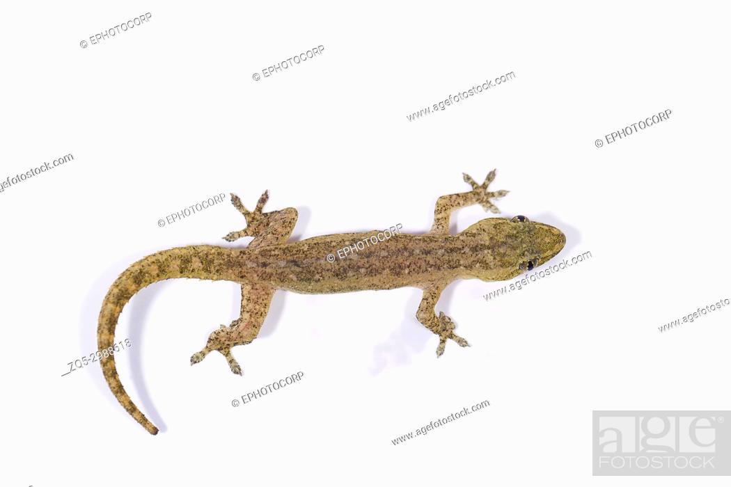Gecko, Pondicherry, Tamil Nadu, India, Stock Photo, Picture And Rights  Managed Image. Pic. ZQ5-2988618 | agefotostock