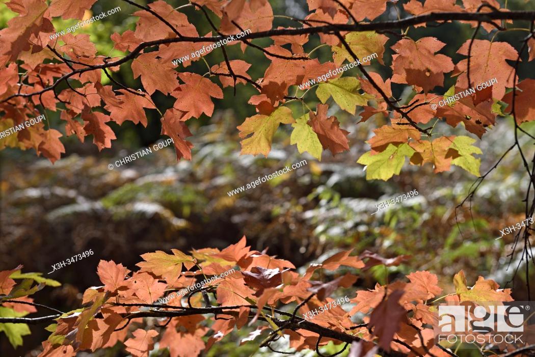 Imagen: feuillage automnal de l'alisier torminal, foret de Rambouillet, departement des Yvelines, region Ile de France, France, Europe/autumn foliage of checker tree.
