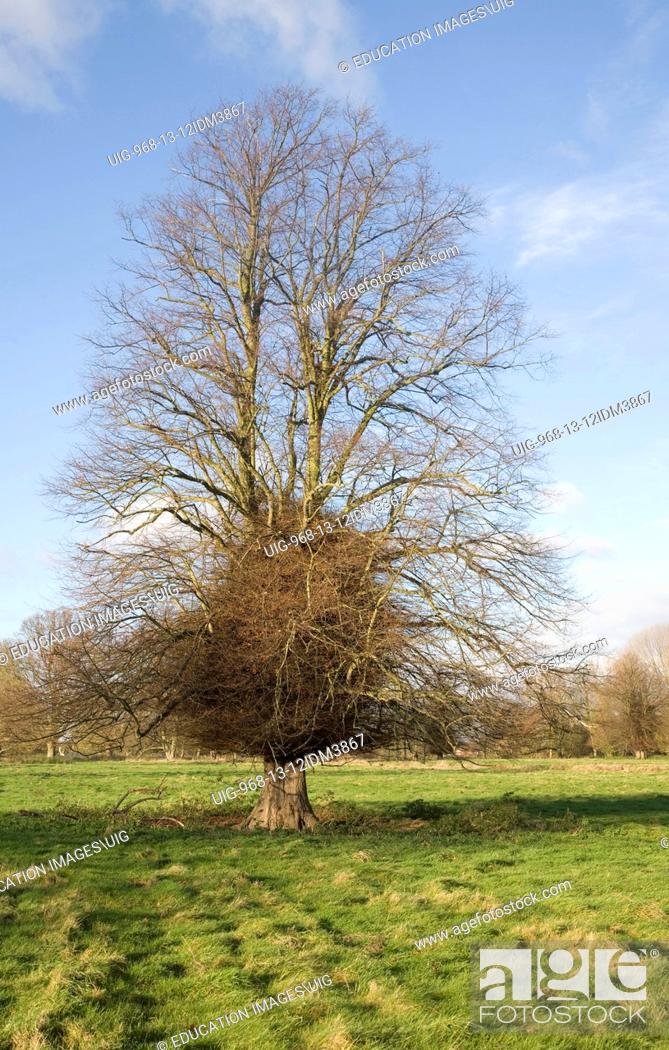 Stock Photo: Leafless lime or linden tree with trunk boss shoots in winter stands in grassy field, Sutton, Suffolk, England.