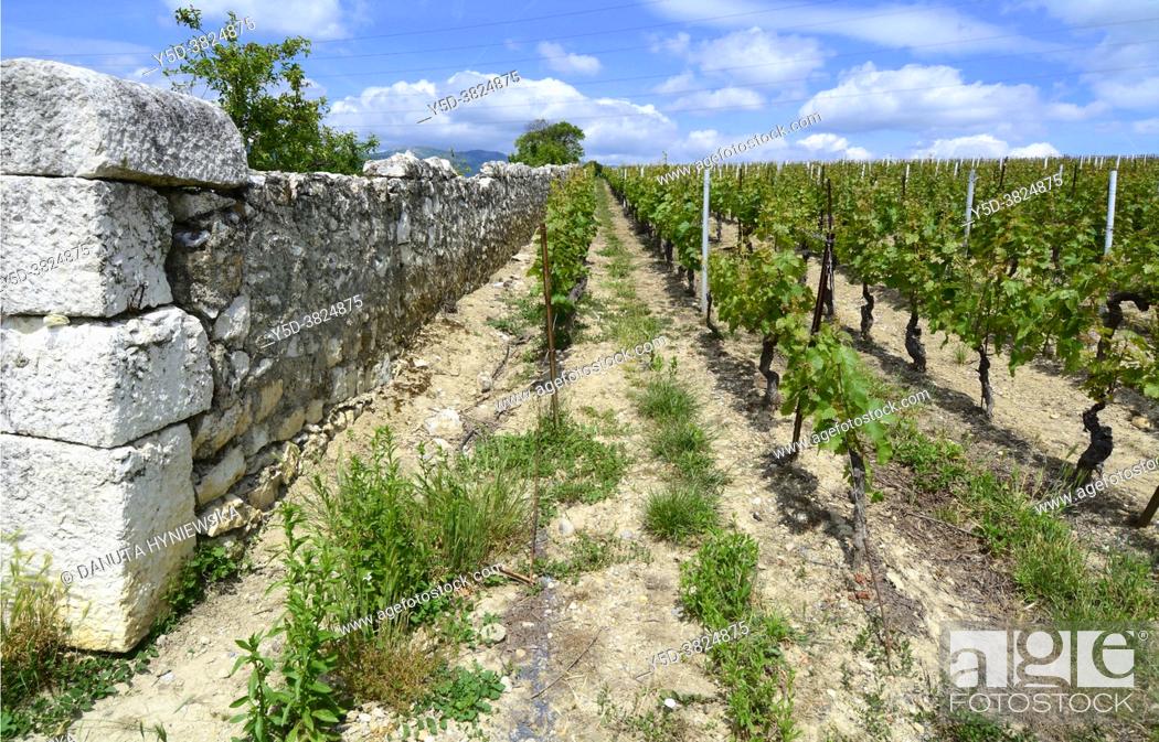 Stock Photo: 'La cave de Geneve' wine region, vineyards, Russin, Geneva, canton Geneva, Switzerland, Europe.