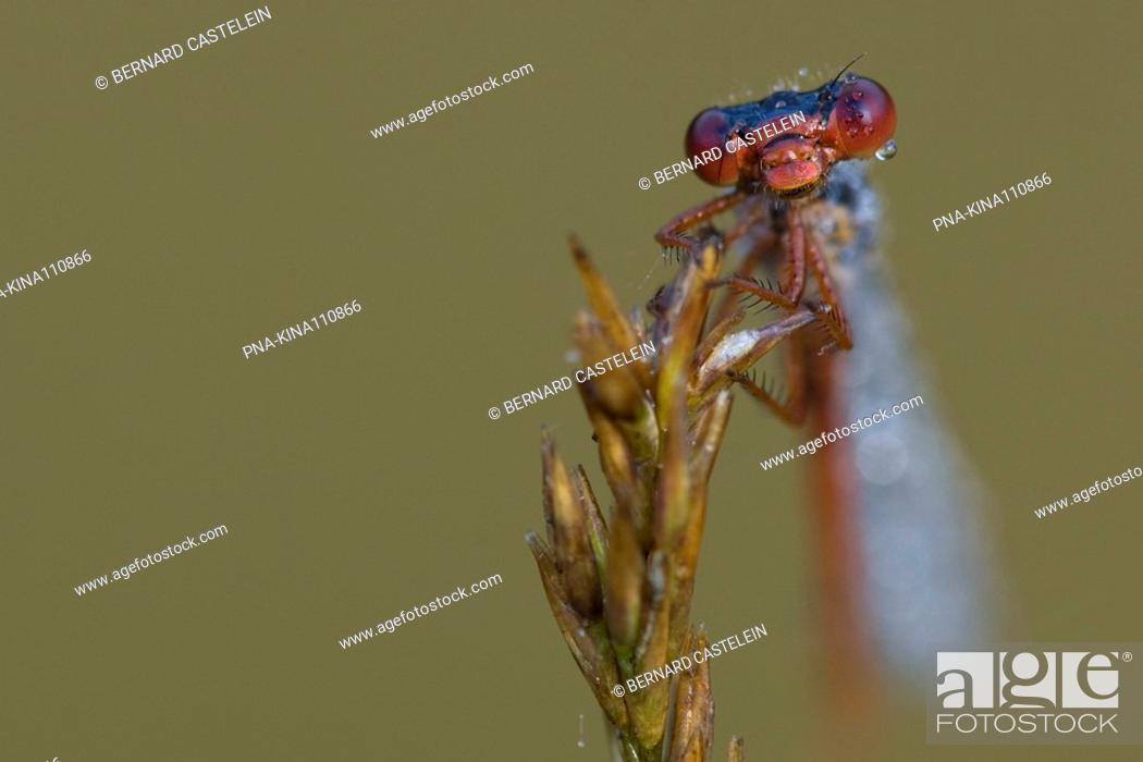 Stock Photo: Small Red Damselfly Ceriagrion tenellum - Wuustwezel, Antwerp, Flanders, Belgium, Europe.