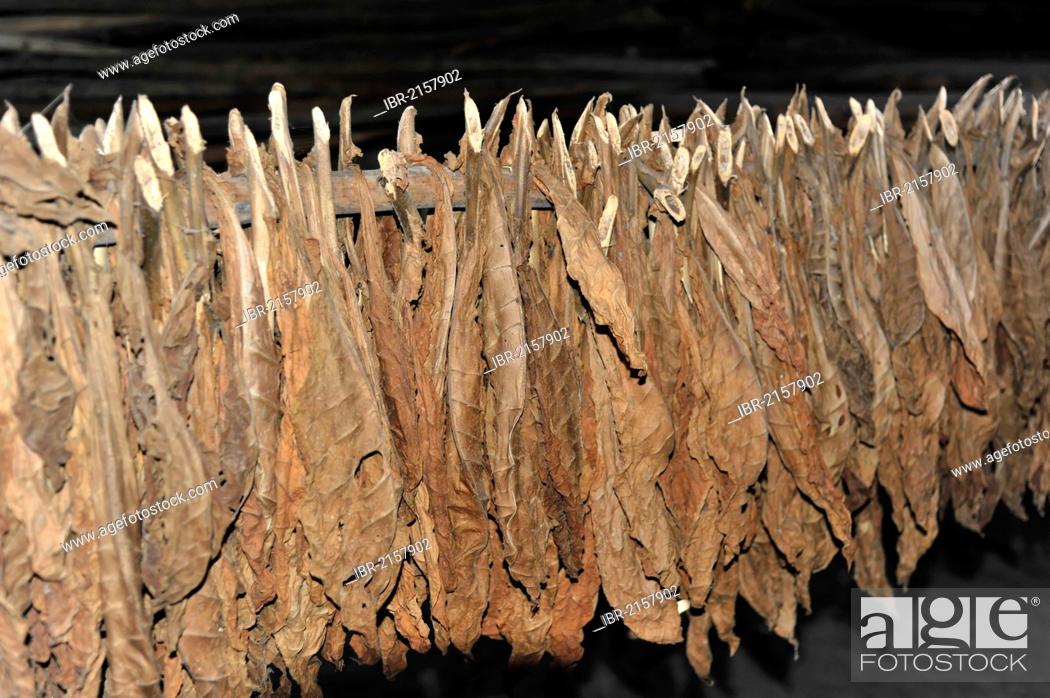 Stock Photo: Tobacco hung up to dry in a curing barn near Vinales, Valle de Vinales, Cuba, Greater Antilles, Caribbean, Central America, America.