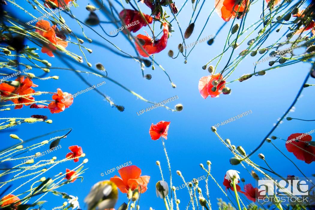 Stock Photo: Poppies viewed from ground level in a field near Apt in Provence.