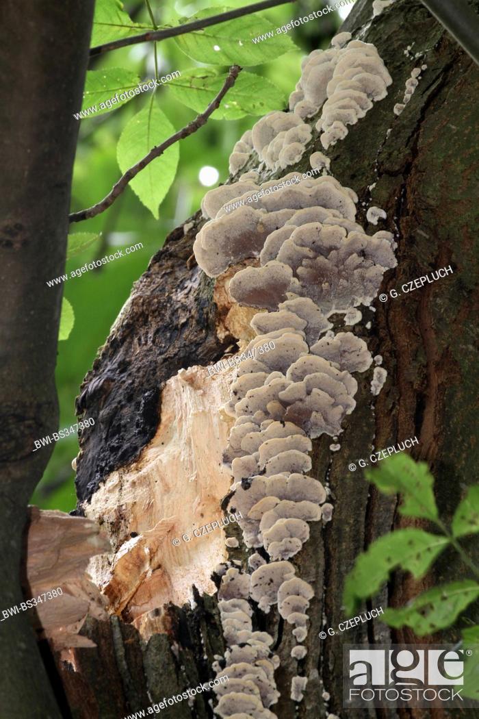 Stock Photo: common ash, European ash (Fraxinus excelsior), windbreak of a large branch with mushrooms, deustchla.